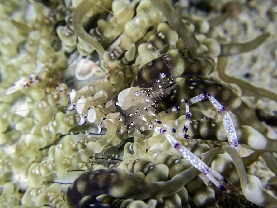 Ancylomenes venustus